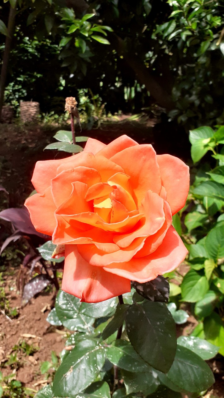 Rosa
