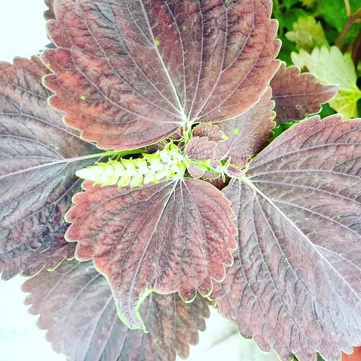 coleus