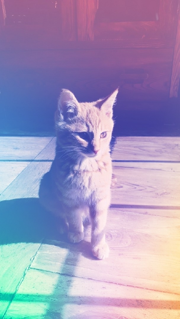 볼
