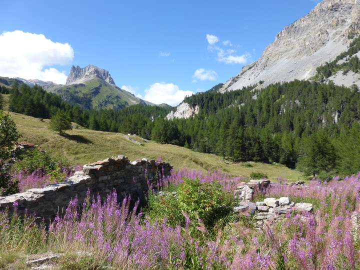Ruines fleuries