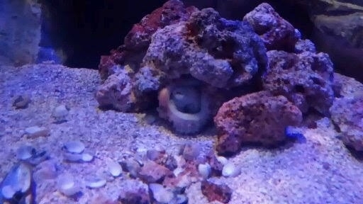 AquaRio
