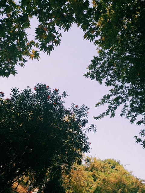 Heart of The Forest