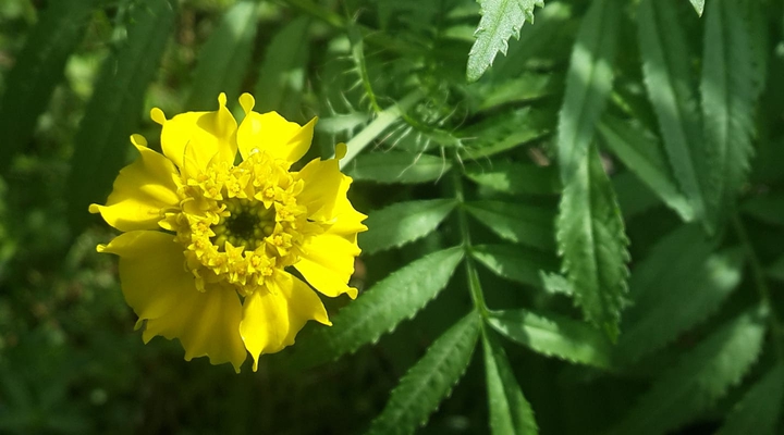 Genda flower