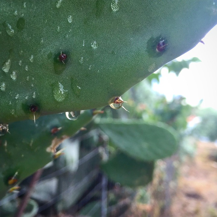 cactus