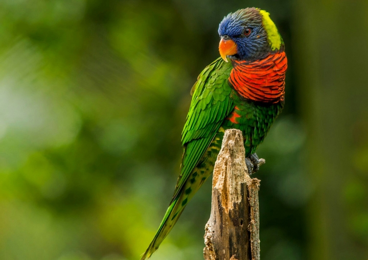 Parrot