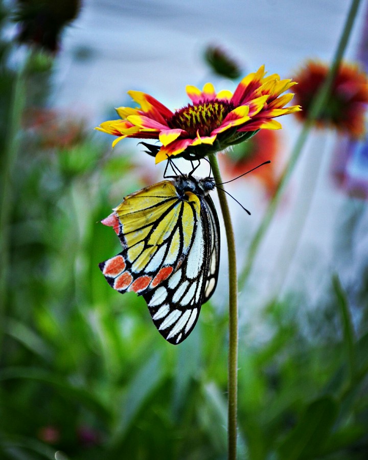 Butterfly
