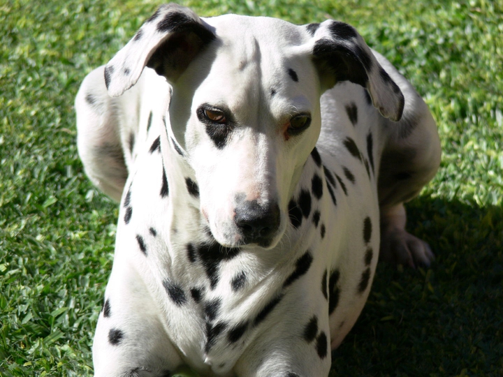 Oli