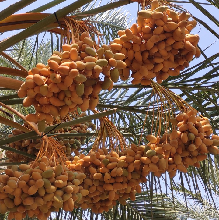 Dates Fruit Being Ready