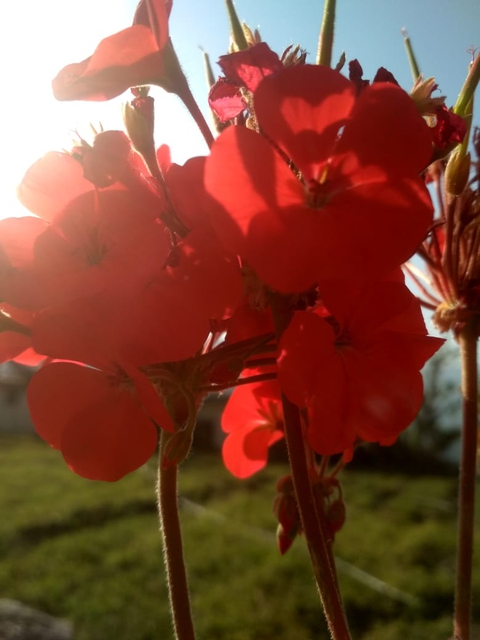 flowers