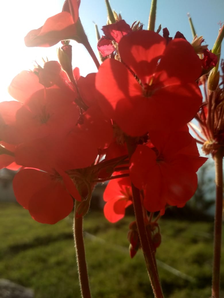 flowers