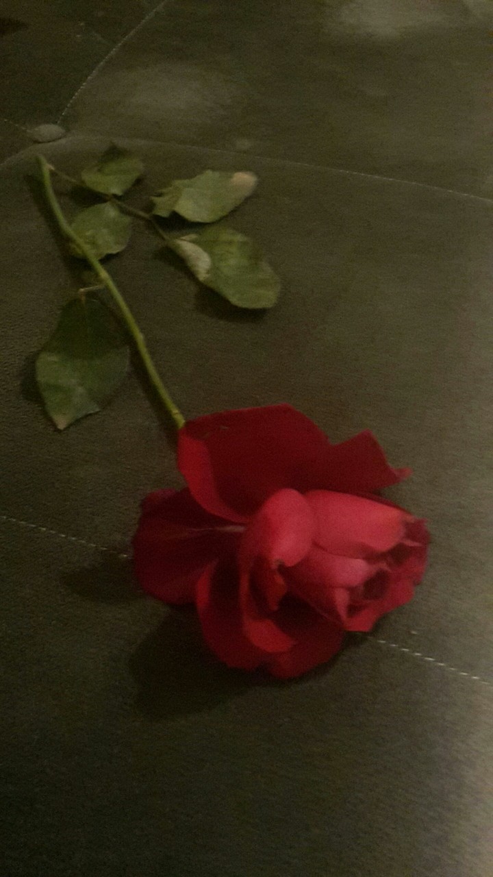 Gül