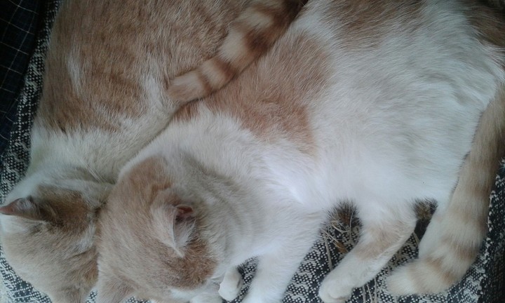 My favourite cat's