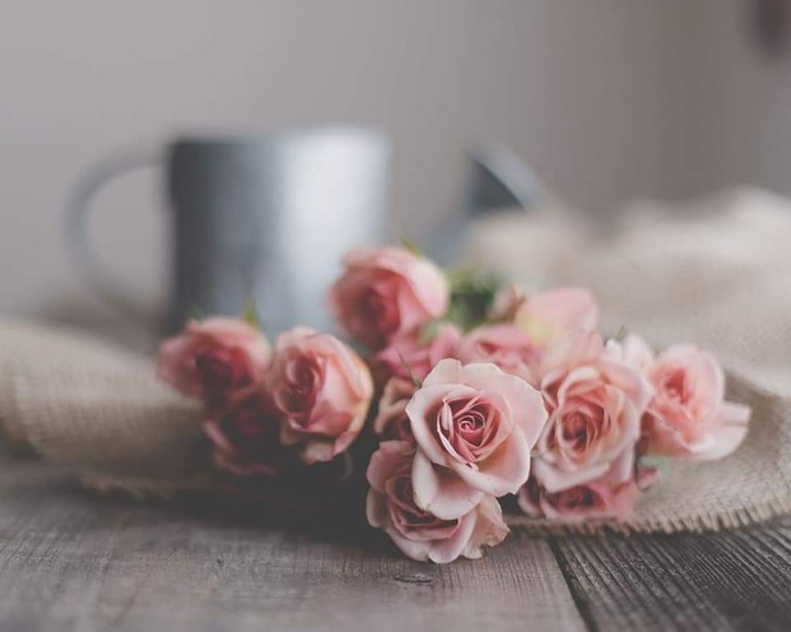 rose