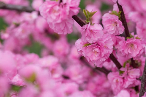 тапети petal, closeup