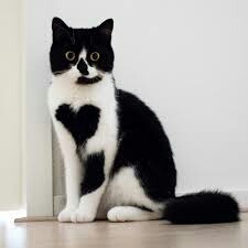 heart cat