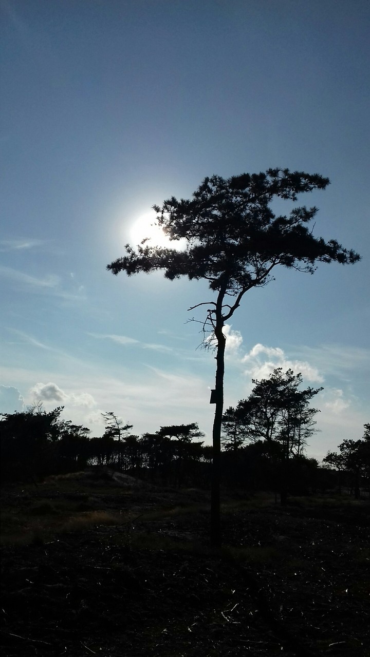 Pine dealing with the sun