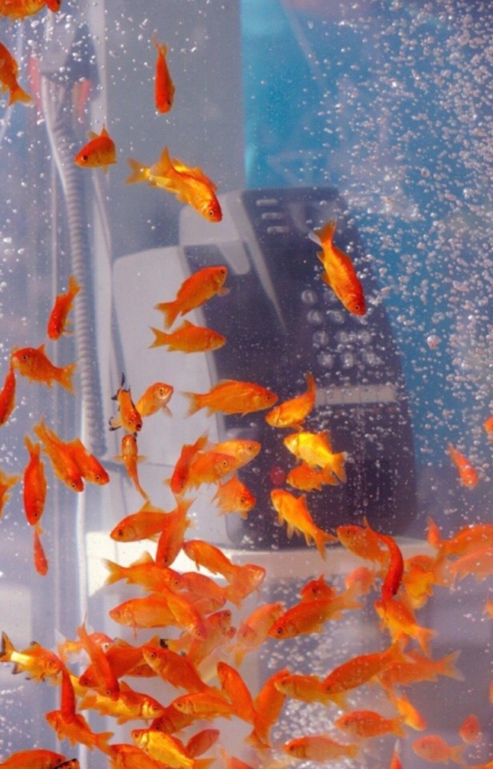 fish ?