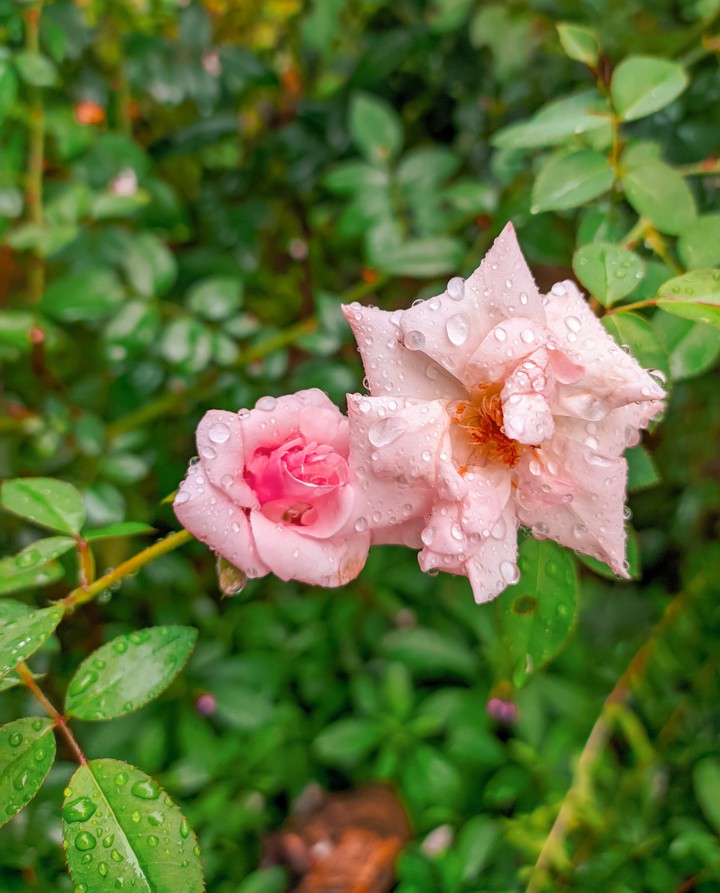 roses