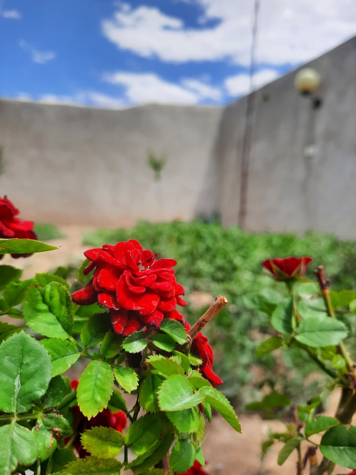 Rose
