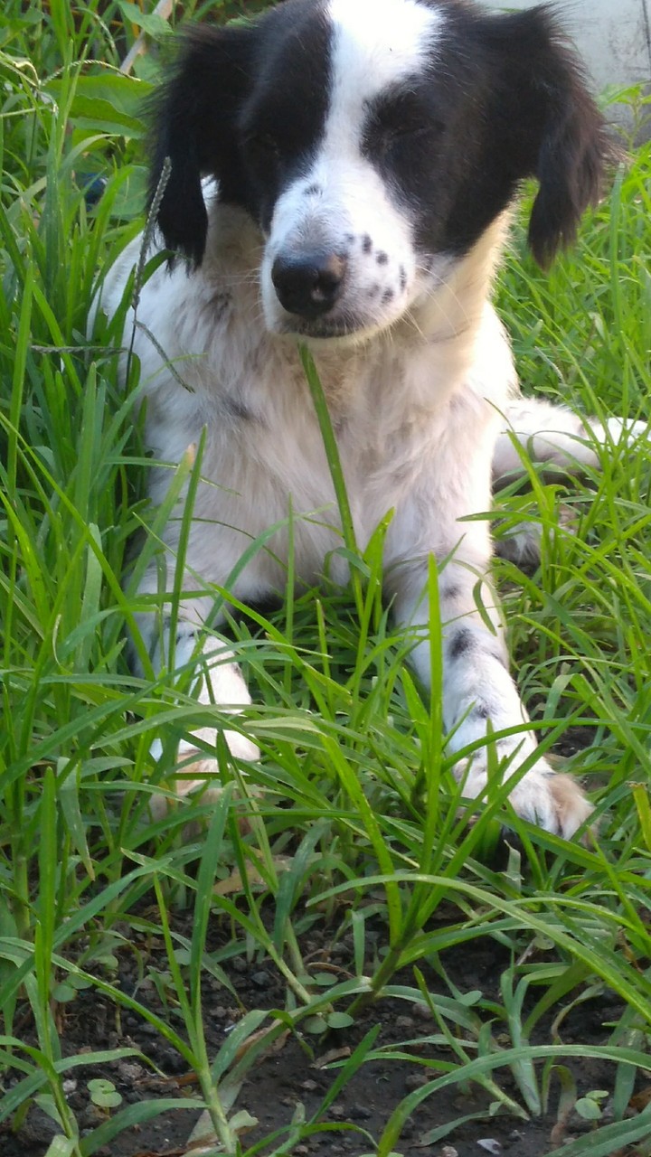 manchas