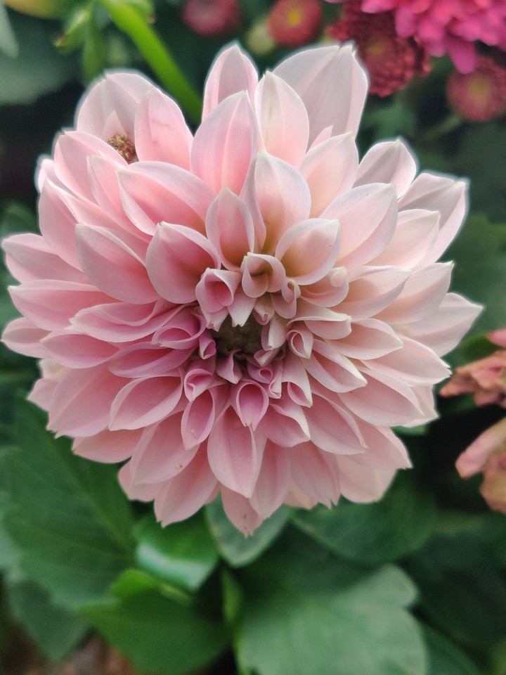 pink flowers