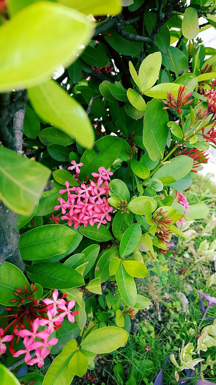 익소라 꽃