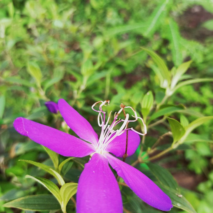 flower