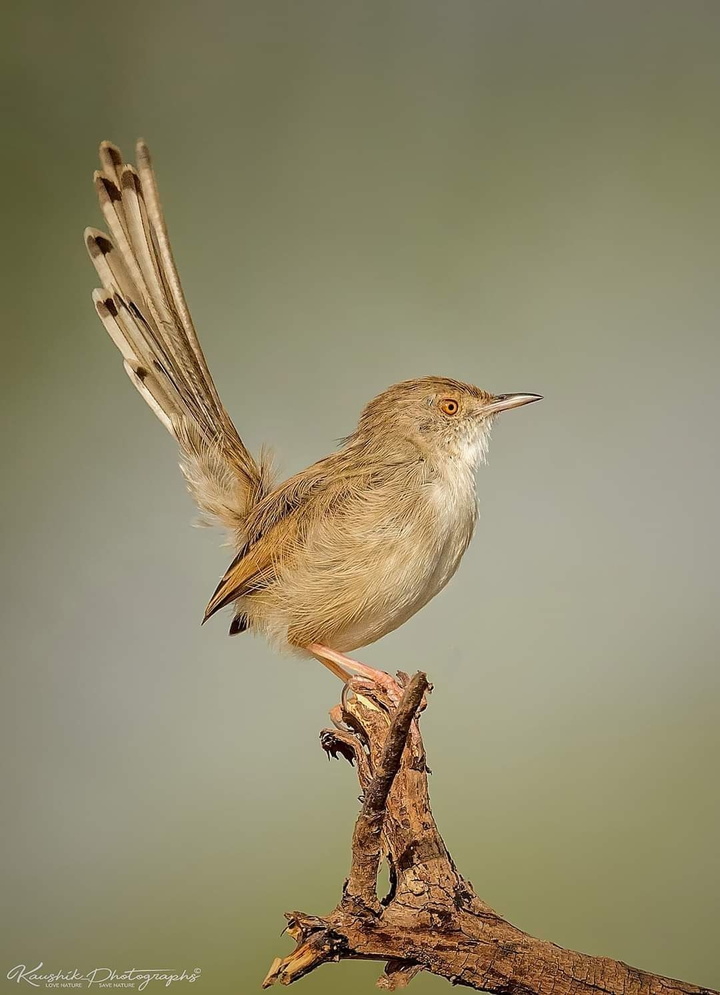Bird ?
