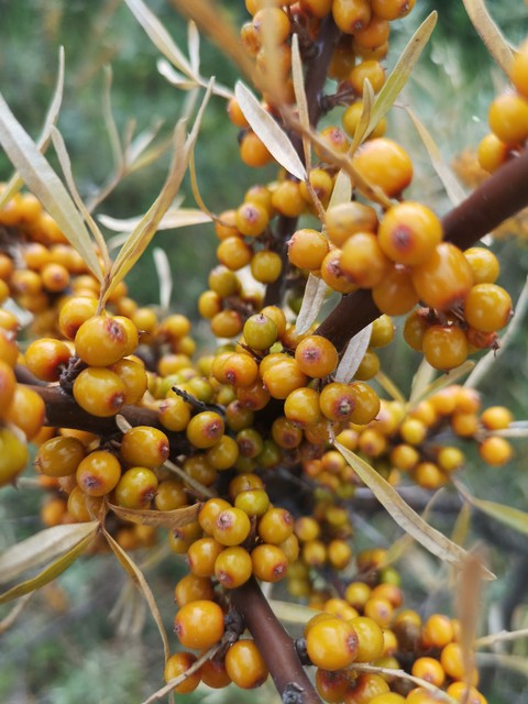 sea buckthorn