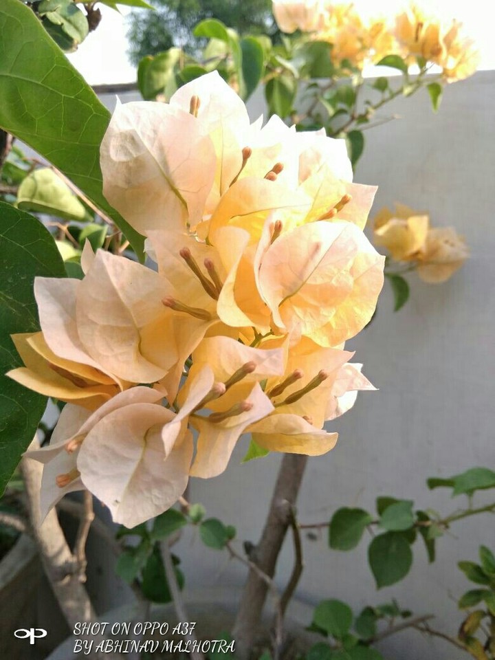 Golden Flower
