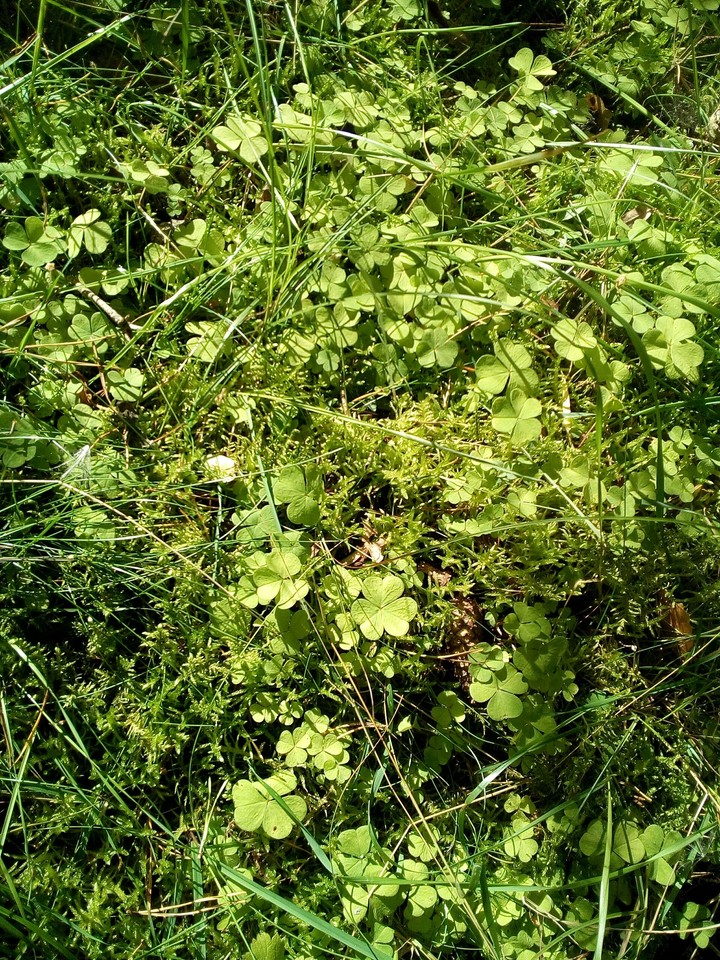 plants