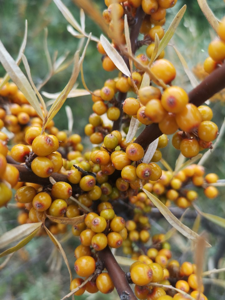 sea ​​buckthorn