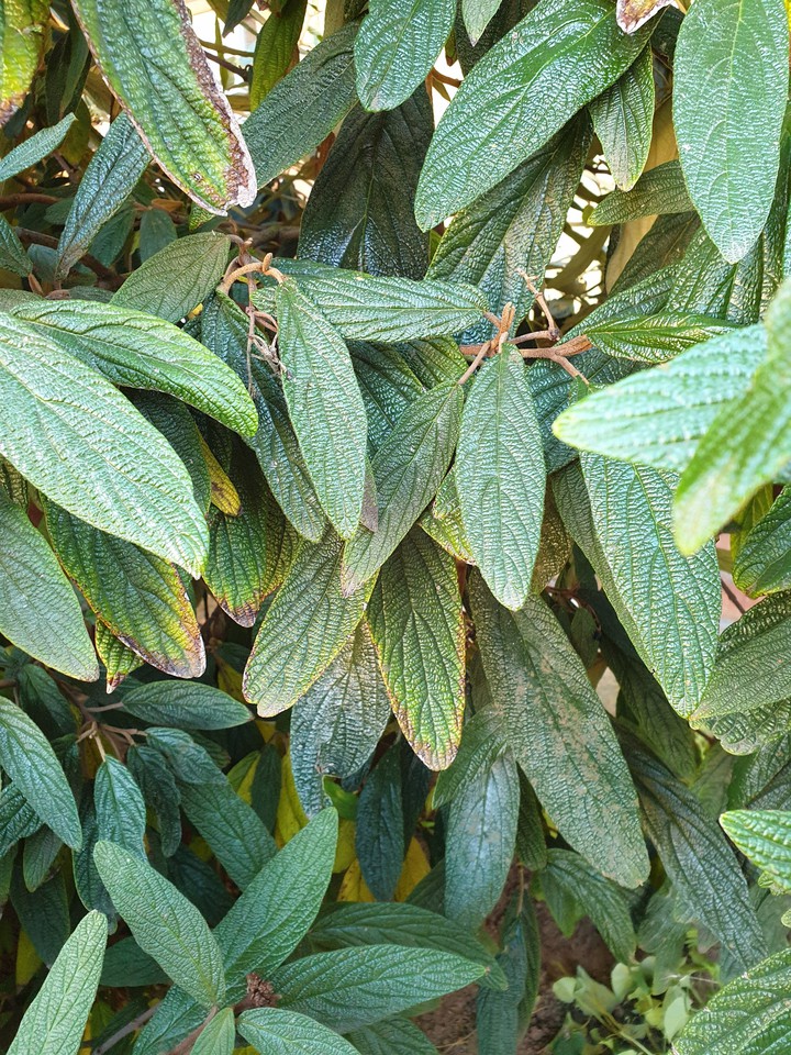 plant