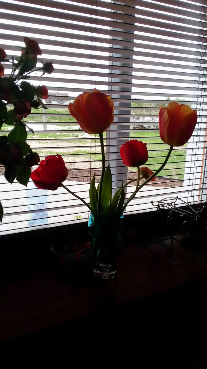 tulp
