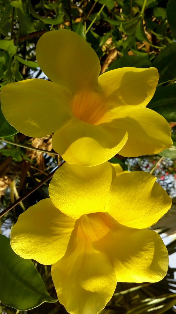 double treat in yellow