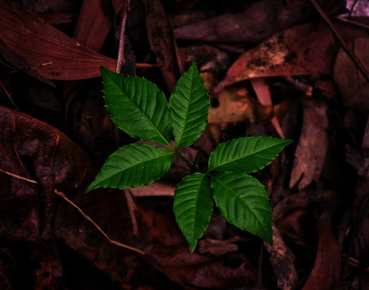 nature green