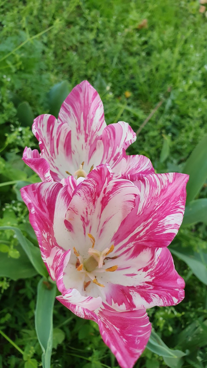tulip
