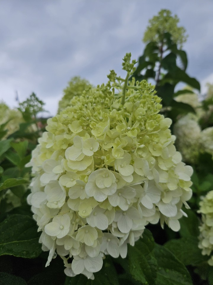 тапети flower, dicotyledon