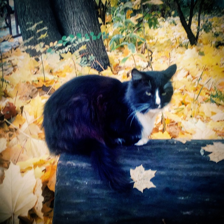 #котик #кот #осень #золотая_осень #красота #черный #жёлтый