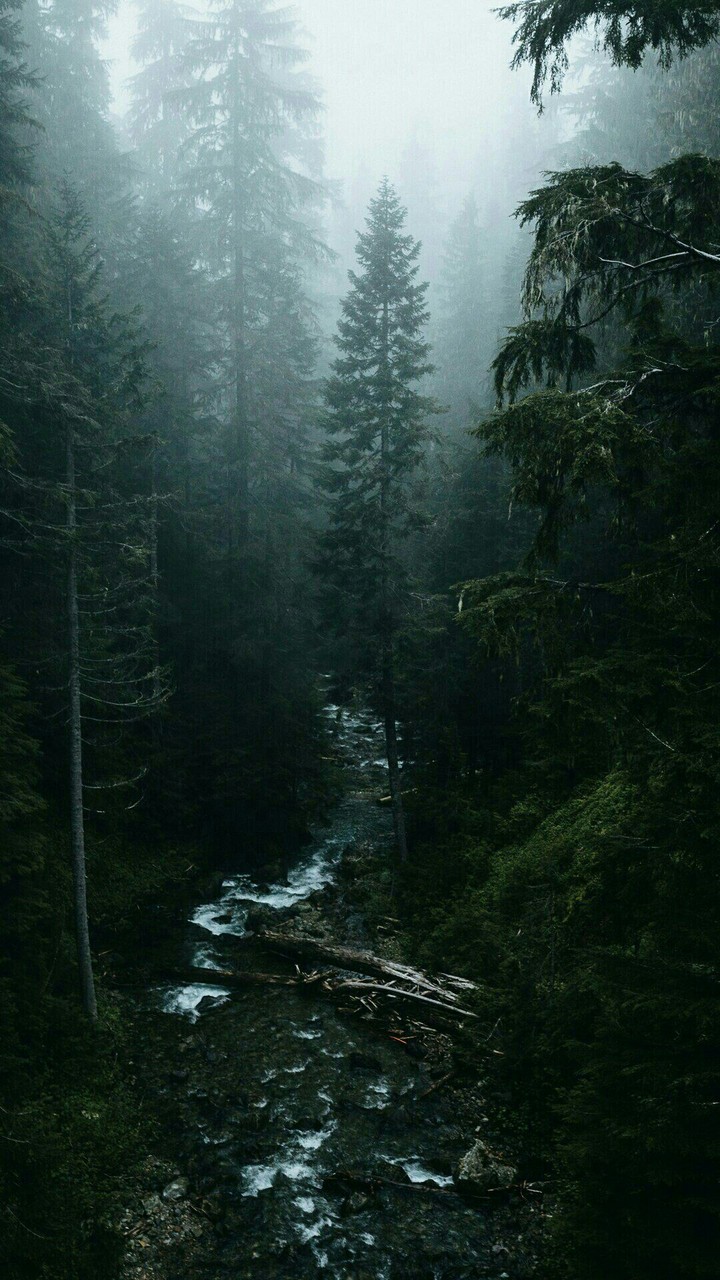 Forest
