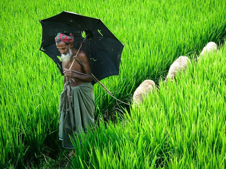 Village Field Worker