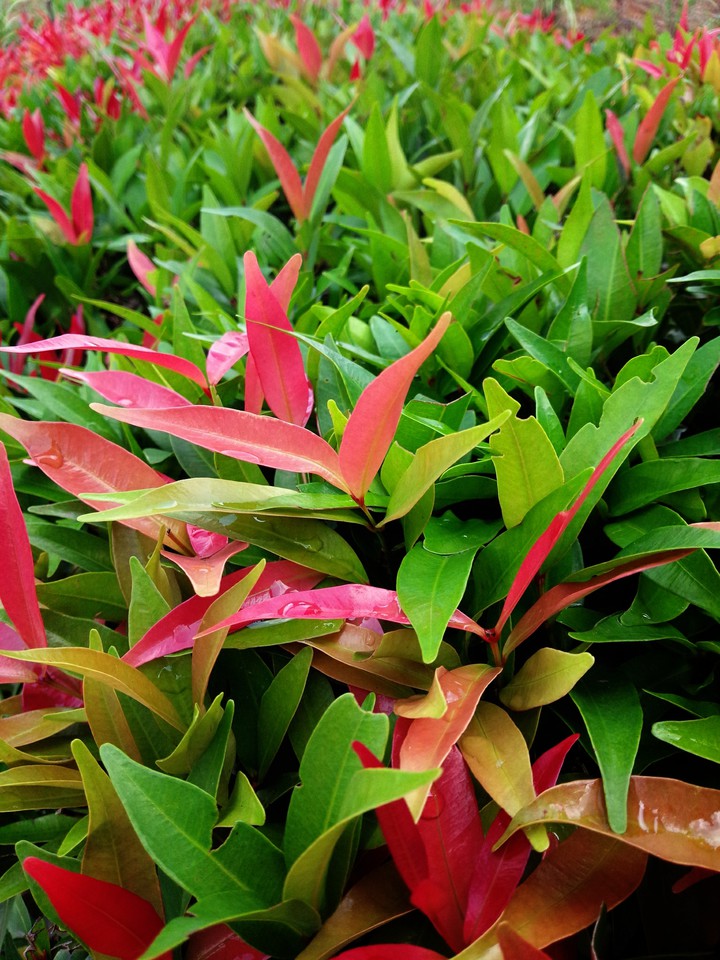 a plant
