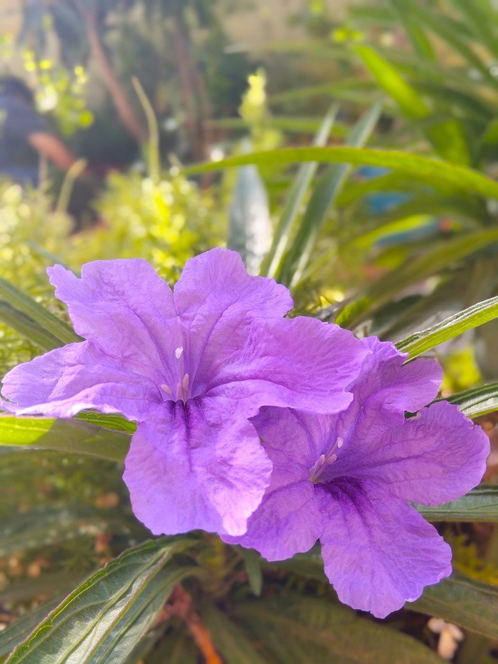 Flowers