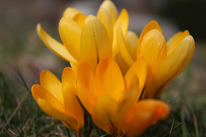 Krokus.