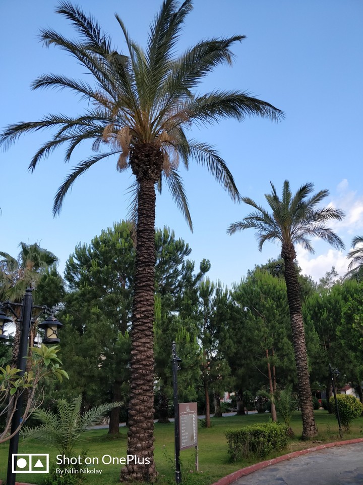 palm