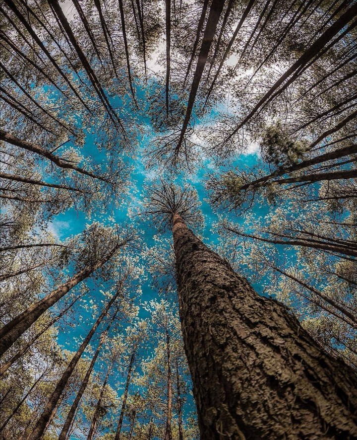 trees