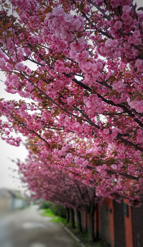 Spring