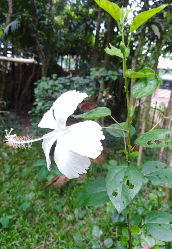 জবা