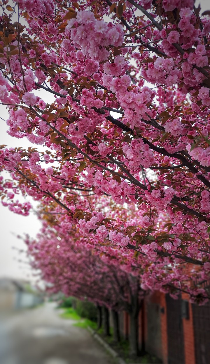 Spring