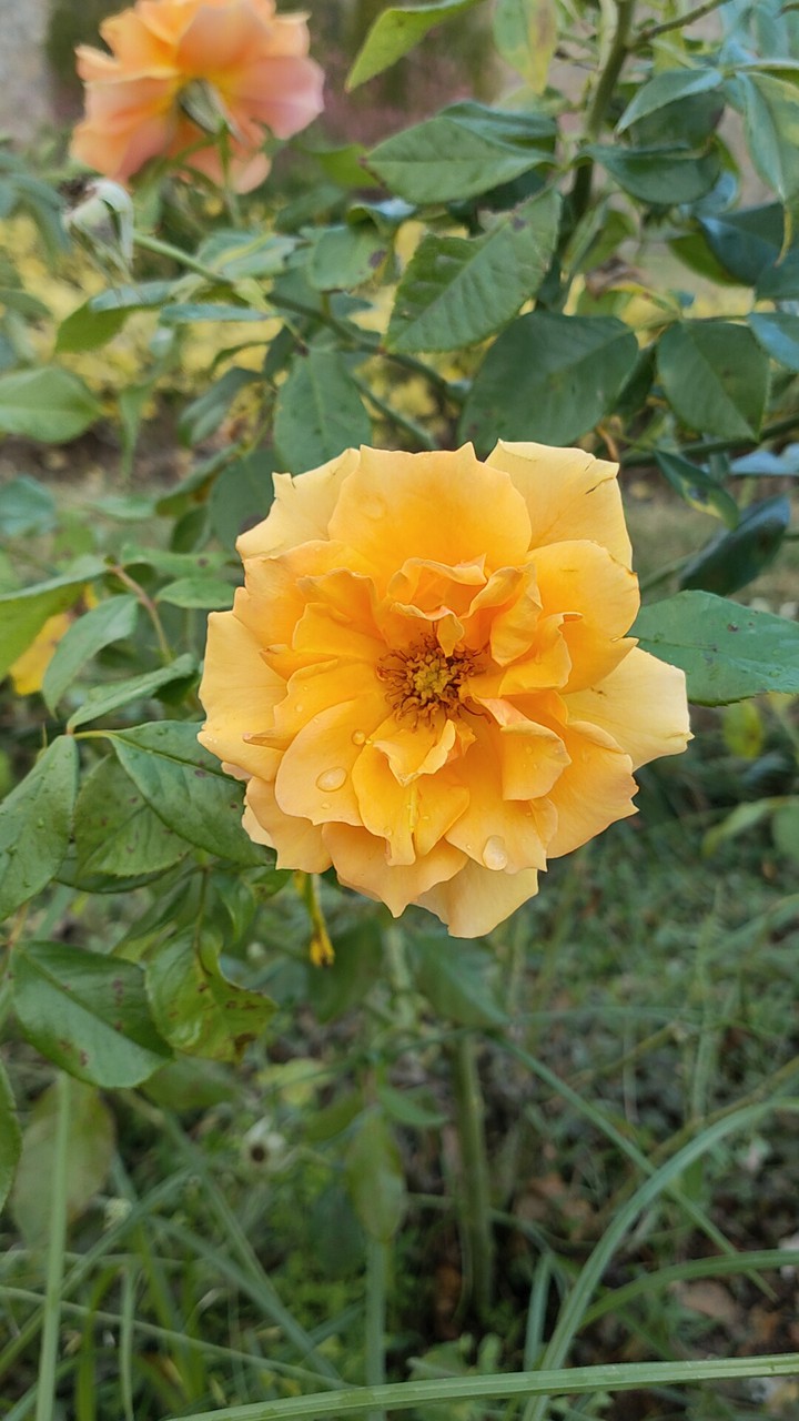 Rose